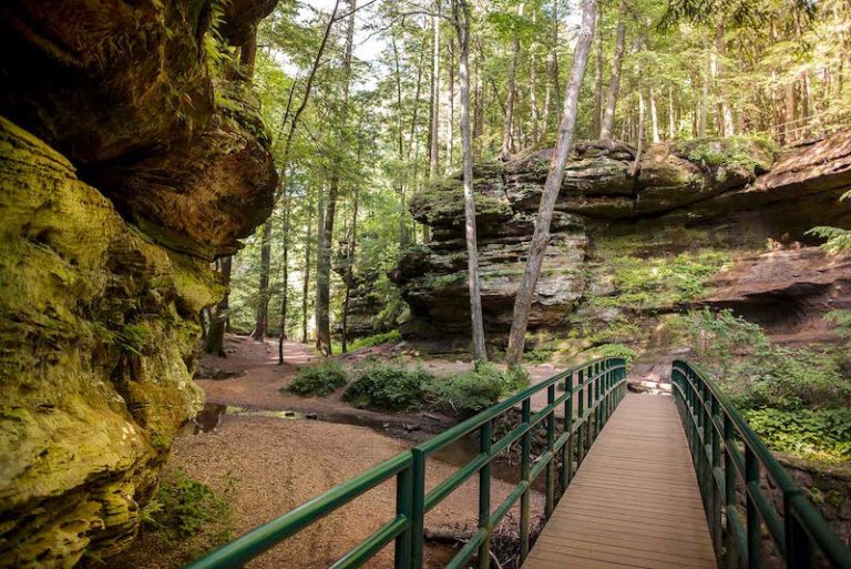 Bridge in the forest
